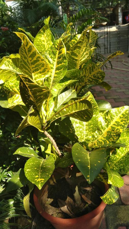 Chaiti Eco Homestay- Santiniketan Bolpur Exterior photo